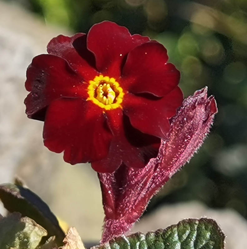 Primula 'Fireflies' photo
